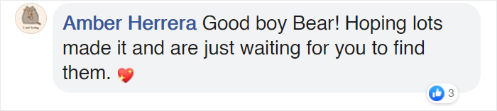 This Hero Dog Has Been Tasked With Finding Koalas That Have Survived Australia's Bushfires