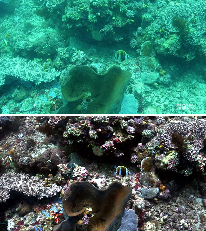 Scientists Create An Algorithm That Removes Color Distortion From Underwater Photos And Here Are 8 Before And After Pics Scientists Create An Algorithm That Removes Color Distortion From Underwater Photos And Here Are 8 Before And After Pics
