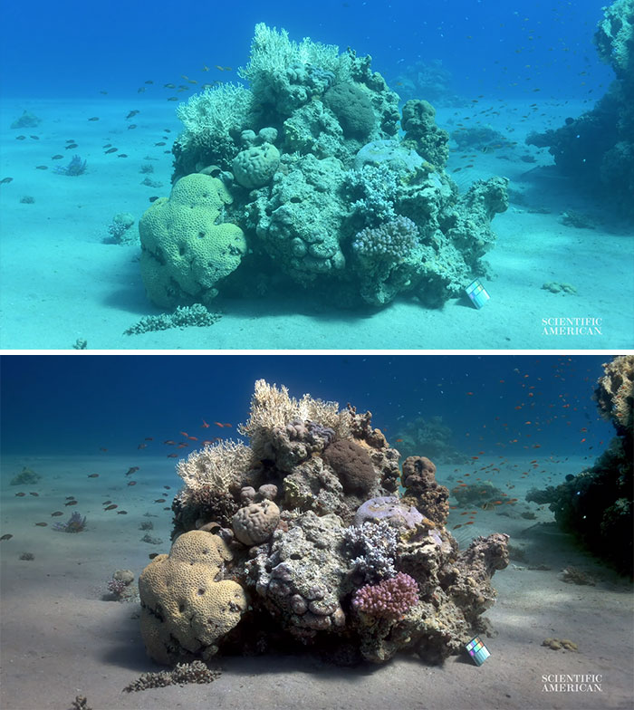 Scientists Create An Algorithm That Removes Color Distortion From Underwater Photos And Here Are 8 Before And After Pics