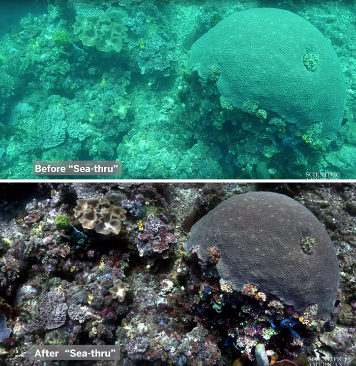Scientists Create An Algorithm That Removes Color Distortion From Underwater Photos And Here Are 8 Before And After Pics