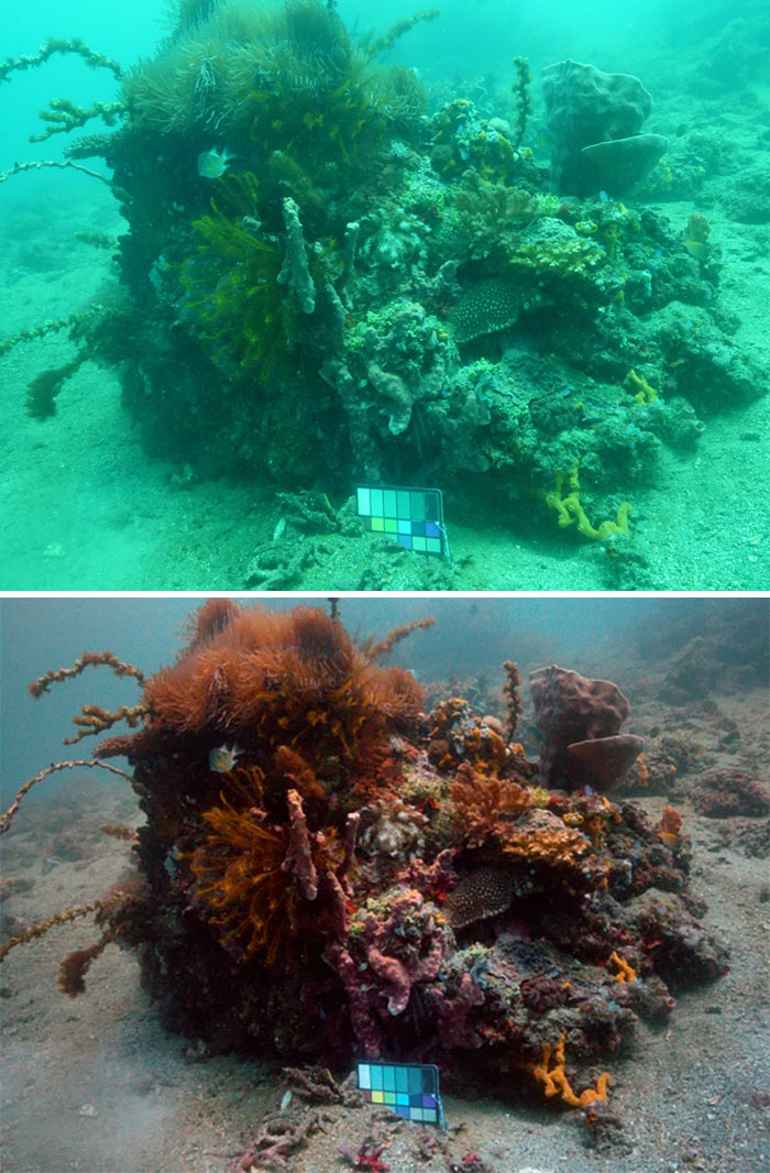 Scientists Create An Algorithm That Removes Color Distortion From Underwater Photos And Here Are 8 Before And After Pics Scientists Create An Algorithm That Removes Color Distortion From Underwater Photos And Here Are 8 Before And After Pics