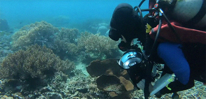 Scientists Create An Algorithm That Removes Color Distortion From Underwater Photos And Here Are 8 Before And After Pics Scientists Create An Algorithm That Removes Color Distortion From Underwater Photos And Here Are 8 Before And After Pics