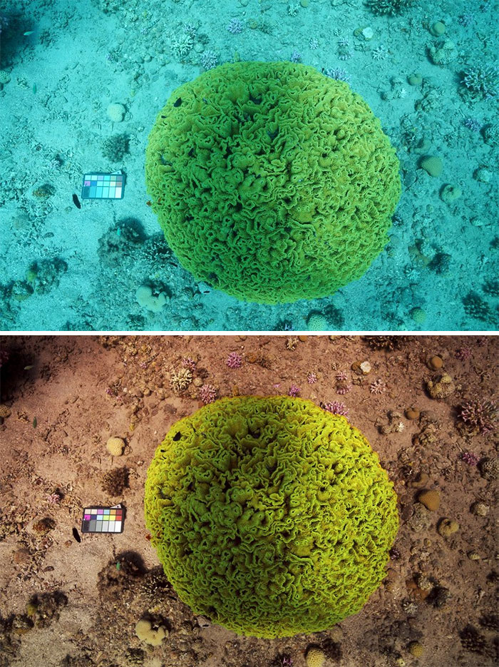 Scientists Create An Algorithm That Removes Color Distortion From Underwater Photos And Here Are 8 Before And After Pics