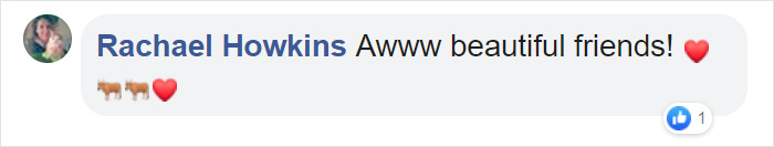 Blind, Lonely And Ignored By All Other Animals, Helen, The Bison, Seemed Destined For Loneliness, But Then She Met Oliver