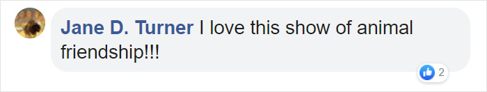 Blind, Lonely And Ignored By All Other Animals, Helen, The Bison, Seemed Destined For Loneliness, But Then She Met Oliver