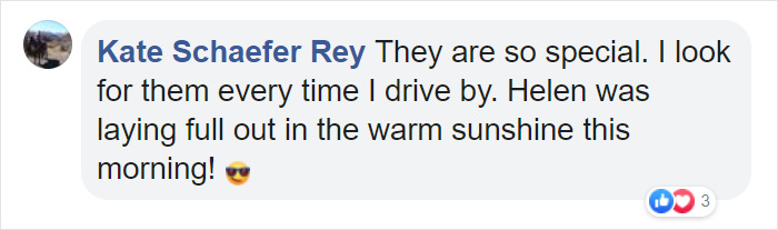 Blind, Lonely And Ignored By All Other Animals, Helen, The Bison, Seemed Destined For Loneliness, But Then She Met Oliver