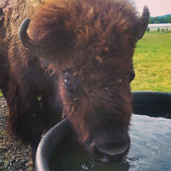 Blind, Lonely And Ignored By All Other Animals, Helen, The Bison, Seemed Destined For Loneliness, But Then She Met Oliver Blind, Lonely And Ignored By All Other Animals, Helen, The Bison, Seemed Destined For Loneliness, But Then She Met Oliver