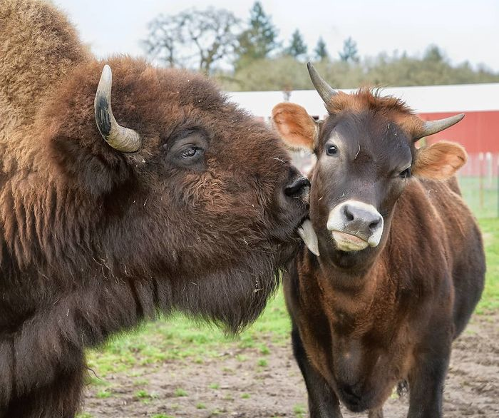 Blind, Lonely And Ignored By All Other Animals, Helen, The Bison, Seemed Destined For Loneliness, But Then She Met Oliver