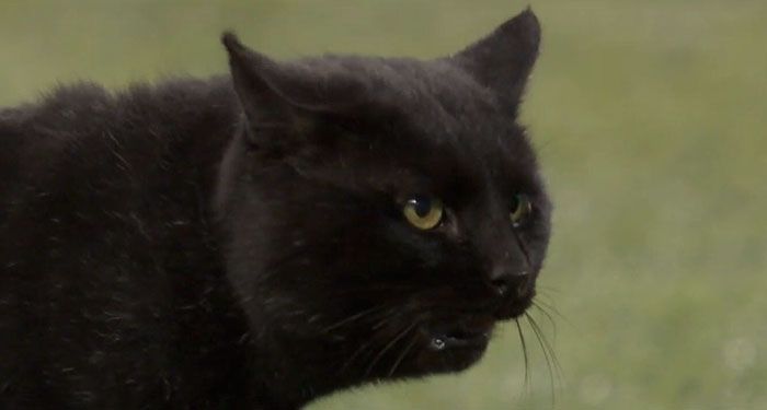 This Cat Interrupted A Monday Night Football Match And Made End Zone Run