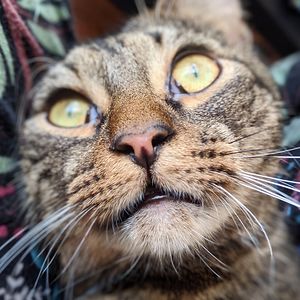 laurahabermehl avatar