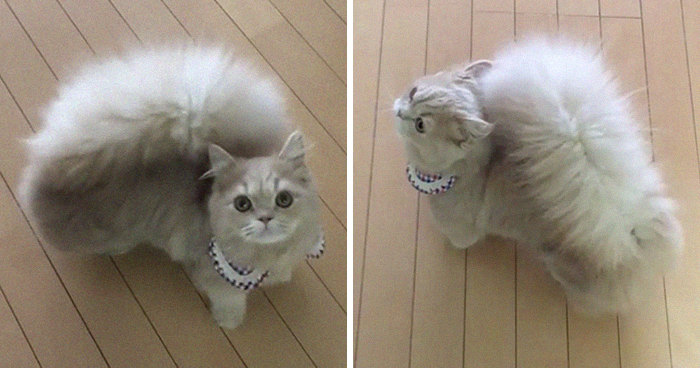 Este gato tiene una cola majestuosa y esponjosa como la de una ardilla