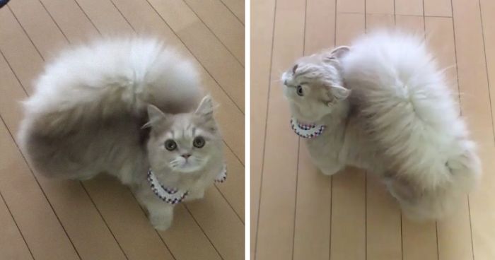 This Cat Has A Majestic Fluffy Tail Just Like A Squirrel