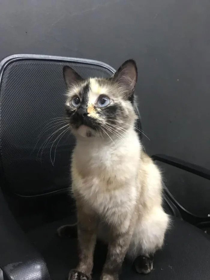 Video Shows Cat Sprinting Over And Saving Baby Who Was About To Fall Down The Stairs Video Shows Cat Sprinting Over And Saving Baby Who Was About To Fall Down The Stairs