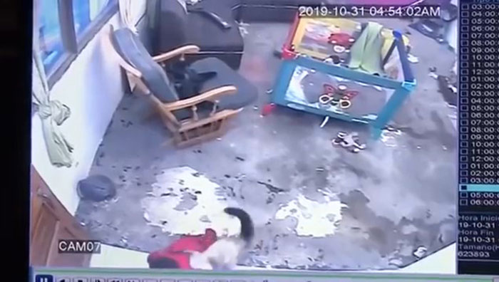 Video Shows Cat Sprinting Over And Saving Baby Who Was About To Fall Down The Stairs Video Shows Cat Sprinting Over And Saving Baby Who Was About To Fall Down The Stairs