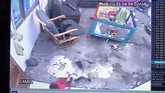 Video Shows Cat Sprinting Over And Saving Baby Who Was About To Fall Down The Stairs Video Shows Cat Sprinting Over And Saving Baby Who Was About To Fall Down The Stairs