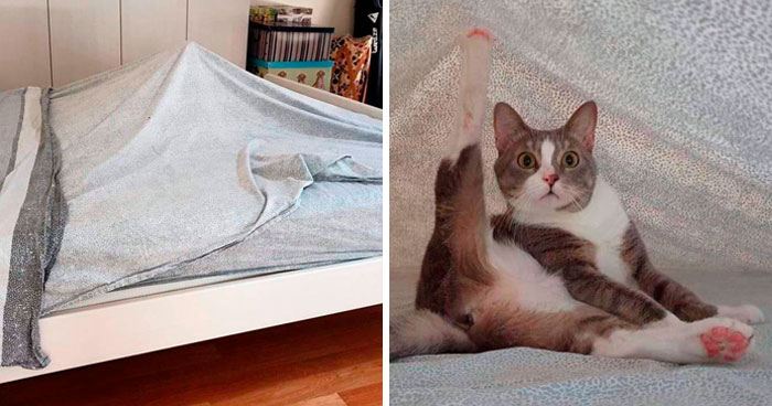 40 Hilarious Cat Snapchats That Will Leave You With The Biggest Smile (New Pics)