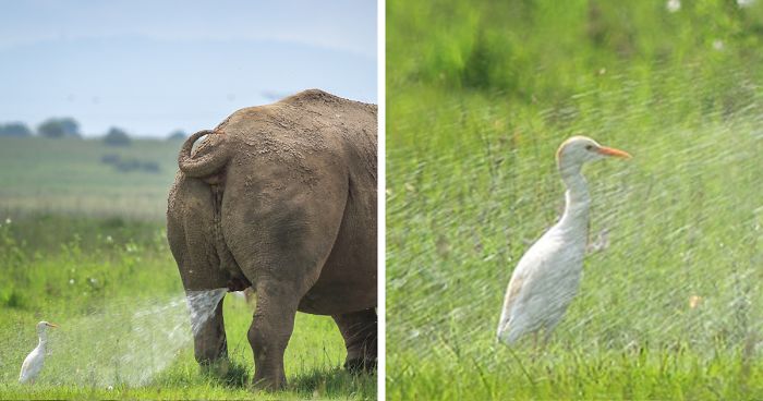 The Winners Of The 2019 Comedy Wildlife Photography Awards Have Been Announced And They Will Crack You Up