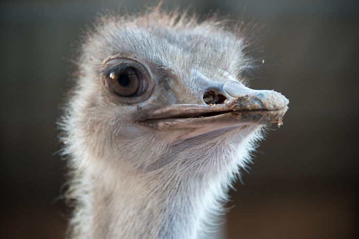 Ostriches Do Not Stick Their Heads In The Sand To Hide From Enemies