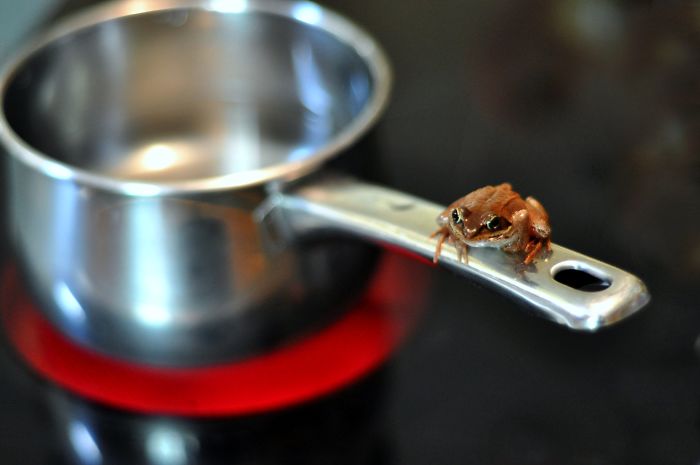 Frogs Die Immediately When Cast Into Boiling Water, Rather Than Leaping Out