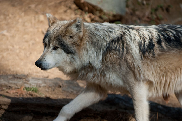 There Is No Such Thing As An "Alpha" In A Wolf Pack