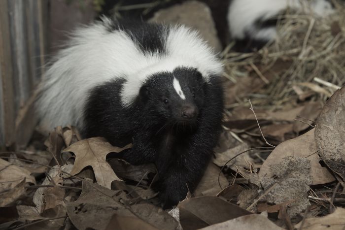Tomato Juice Is Ineffective At Eliminating The Smell Of A Skunk