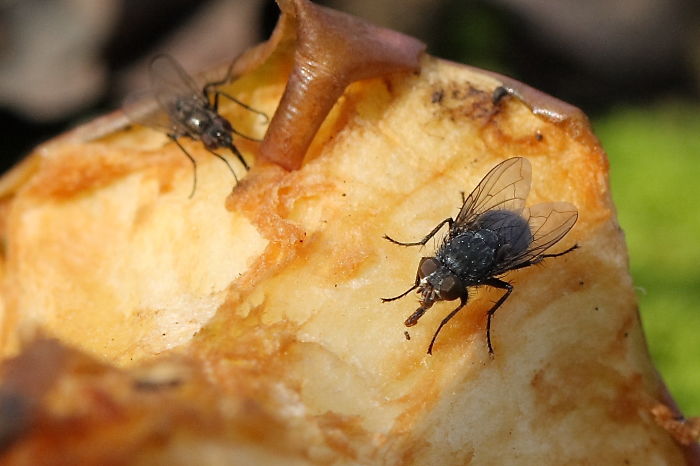 Houseflies Have An Average Lifespan Of 20 To 30 Days, Not 24 Hours