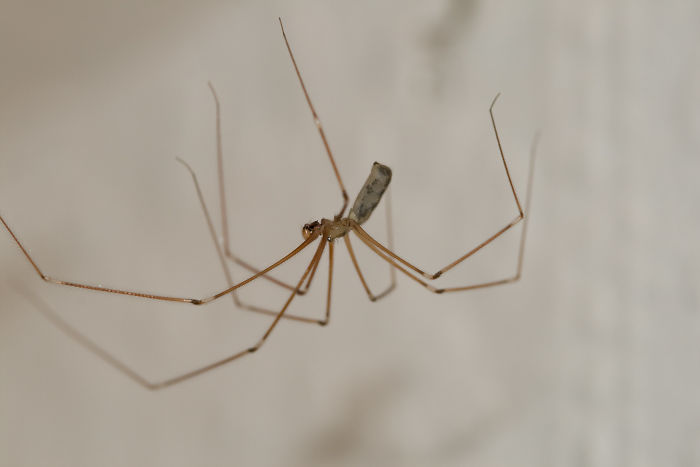 The Daddy Longlegs Spider Is Not The Most Venomous Spider In The World