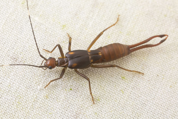 Earwigs Are Not Known To Purposefully Climb Into External Ear Canals