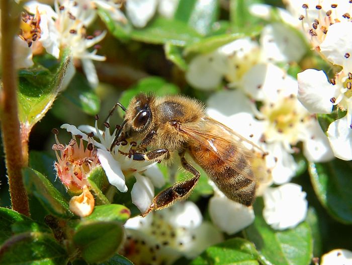 While Bees Are Important, 60% Of All Human Energy Sources, Such As Crops, Don't Need Pollination