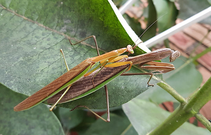 Female Praying Mantises Rarely Eat The Males During Coitus, Especially In Their Natural Environment