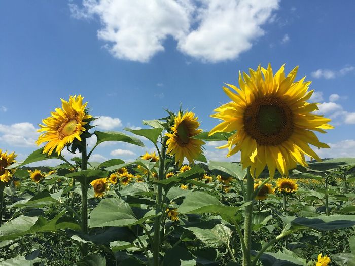 Flowering Sunflowers Point In A Fixed Direction (Often East) All Day Long
