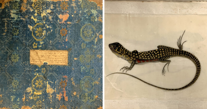 Unique 1831 Chinese Lizard Manuscript That Might Have Changed The History Of Science