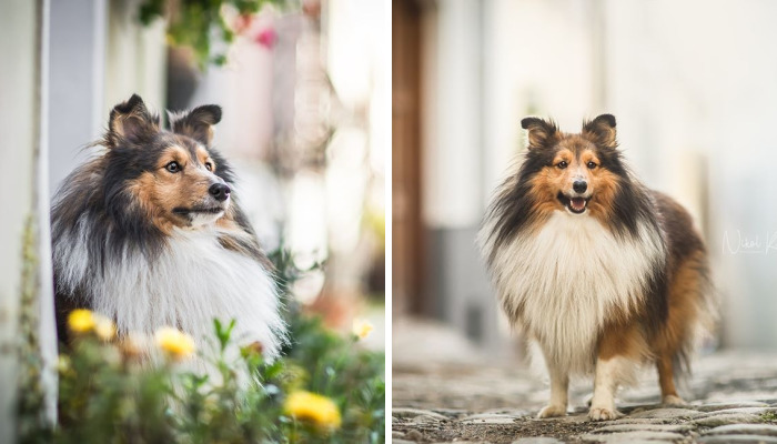 I Photograph My Dogs Life In The City