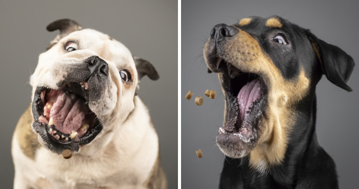 My Wife And I Want To Fundraise $100,000 In 2020 By Capturing Unique Photos Of Pets