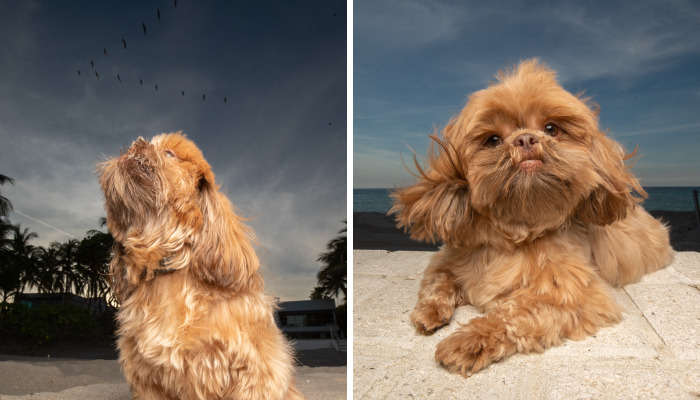We Took Pictures Of A Doggo In The Beach While The Sun Was Setting