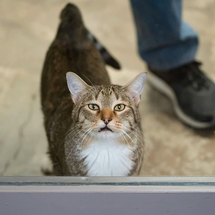 This Cat Was Locked Up In Solitary Confinement For Letting The Other Shelter Cats Out