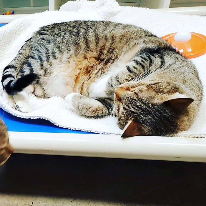 This Cat Was Locked Up In Solitary Confinement For Letting The Other Shelter Cats Out