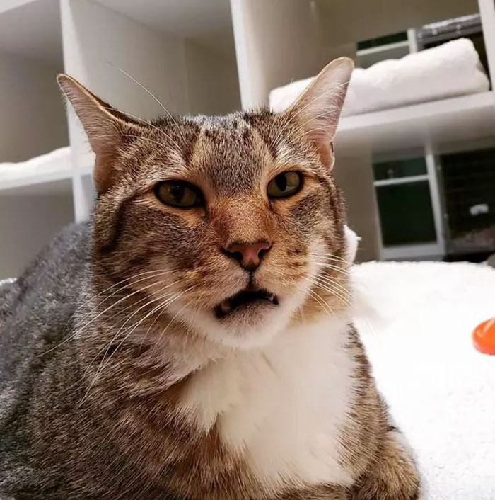 This Cat Was Locked Up In Solitary Confinement For Letting The Other Shelter Cats Out