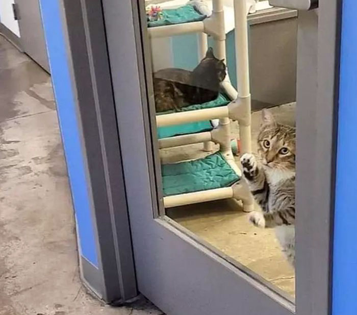 This Cat Was Locked Up In Solitary Confinement For Letting The Other Shelter Cats Out