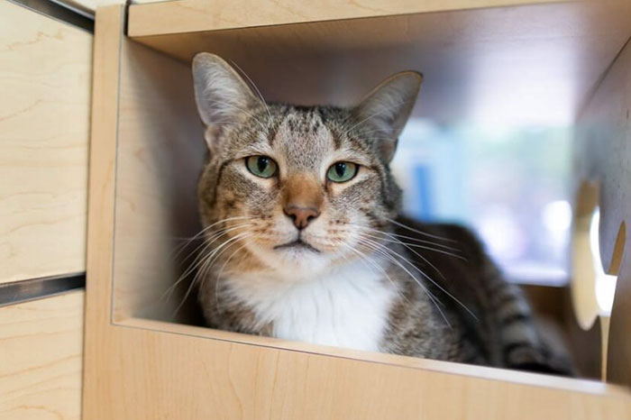 This Cat Was Locked Up In Solitary Confinement For Letting The Other Shelter Cats Out