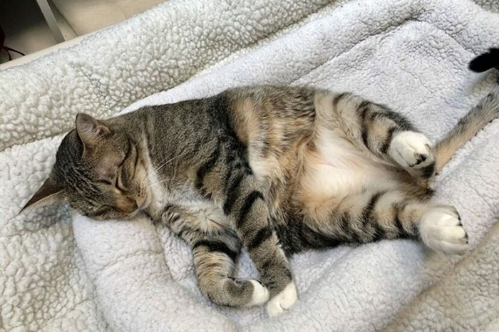 This Cat Was Locked Up In Solitary Confinement For Letting The Other Shelter Cats Out