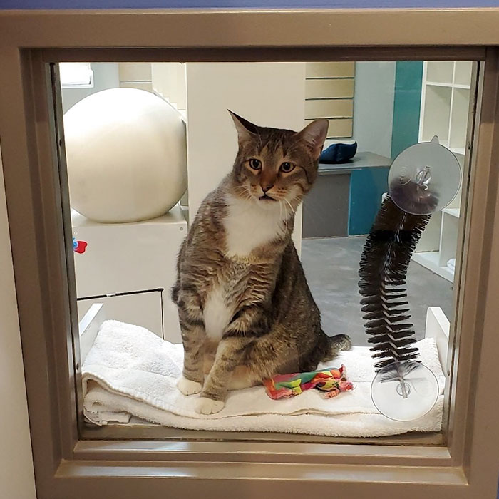 This Cat Was Locked Up In Solitary Confinement For Letting The Other Shelter Cats Out