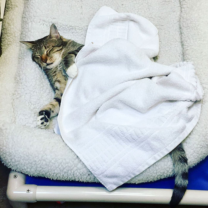 This Cat Was Locked Up In Solitary Confinement For Letting The Other Shelter Cats Out