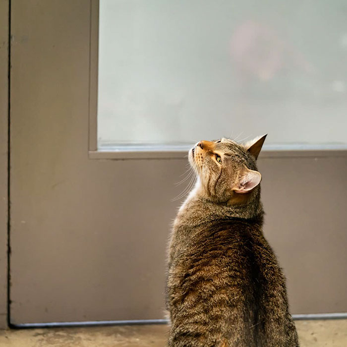 This Cat Was Locked Up In Solitary Confinement For Letting The Other Shelter Cats Out