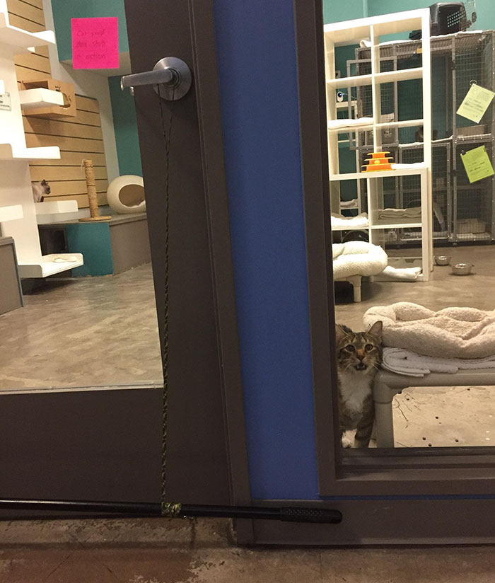 This Cat Was Locked Up In Solitary Confinement For Letting The Other Shelter Cats Out