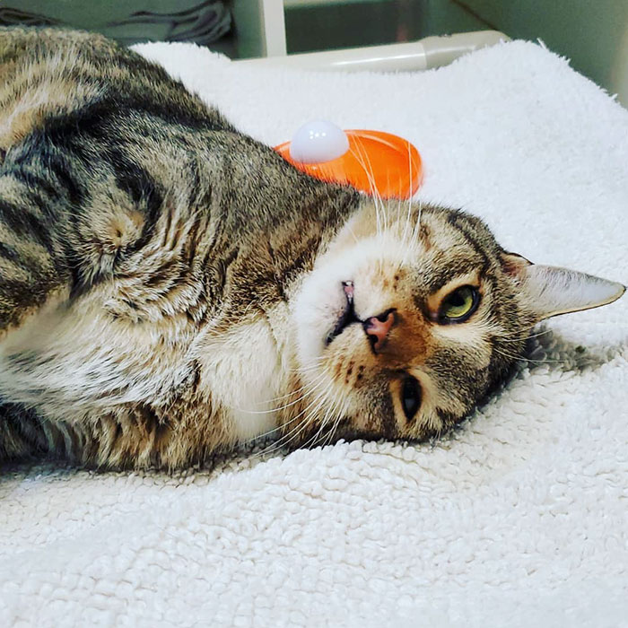 This Cat Was Locked Up In Solitary Confinement For Letting The Other Shelter Cats Out