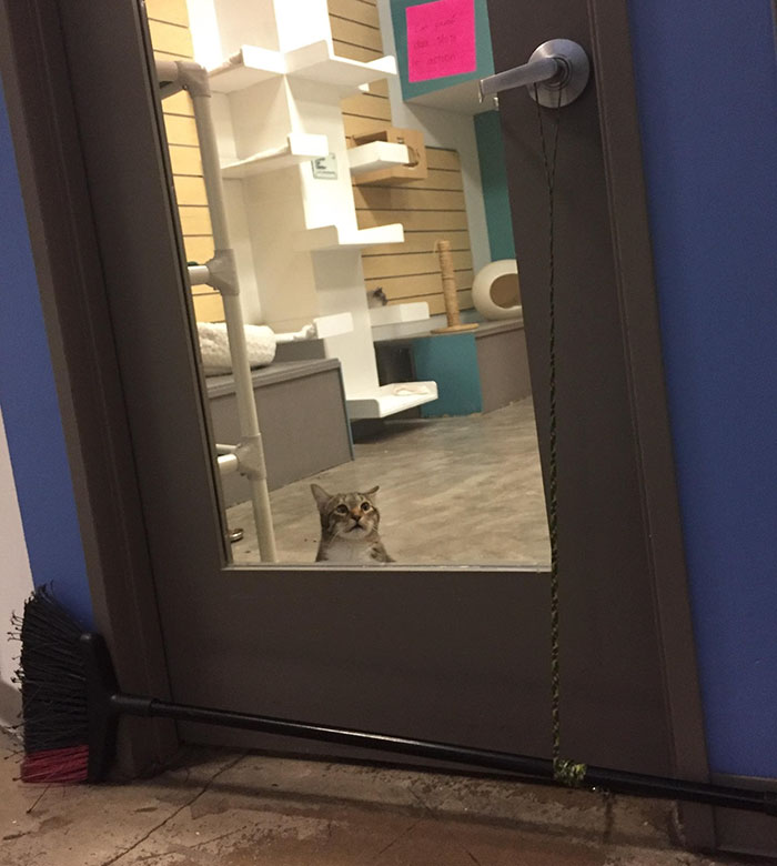 This Cat Was Locked Up In Solitary Confinement For Letting The Other Shelter Cats Out