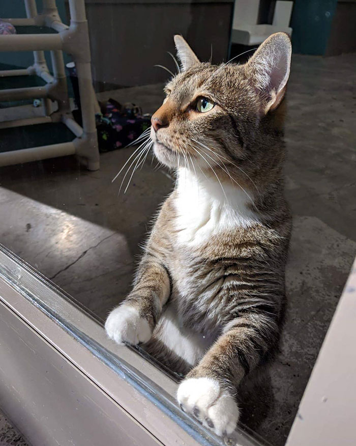 This Cat Was Locked Up In Solitary Confinement For Letting The Other Shelter Cats Out