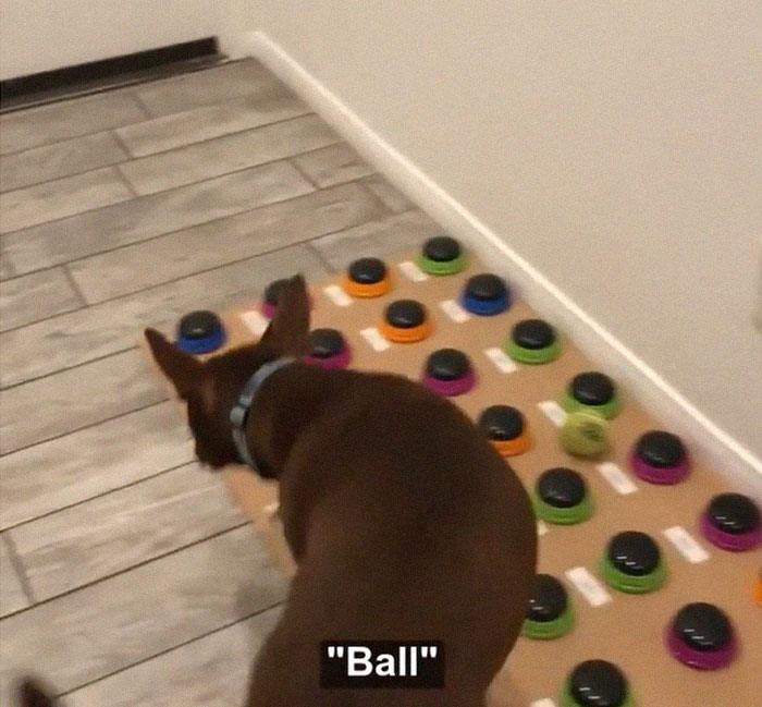 "Happy Ball Want Outside:" Dog Learns To Talk Using A Word Machine, Already Knows 29 Words
