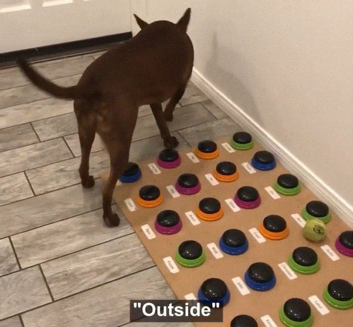 "Happy Ball Want Outside:" Dog Learns To Talk Using A Word Machine, Already Knows 29 Words